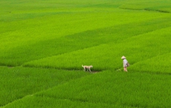 Lời ru cây lúa