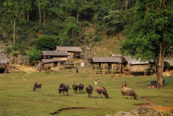 Gửi bạn chăn trâu