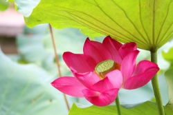 Tim con rung lên khi nghe tiếng Mẹ