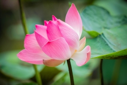 Tiếng ru của mẹ