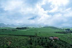 Bối rối Hè Thu