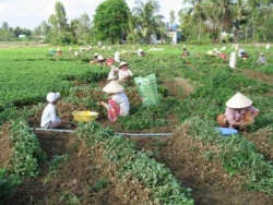 Mùa về trên cánh đồng của Mẹ