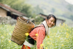 Vẽ tuổi