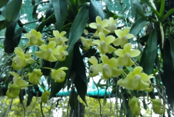 Sáng nay lan nở