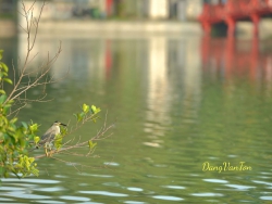 Nhớ Hà Nội