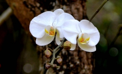Phân xử tài tình