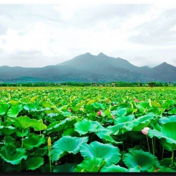 Duyên lành kết tụ