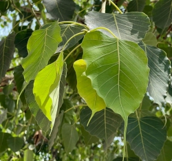 Phục sinh