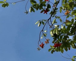 Hỏi xanh